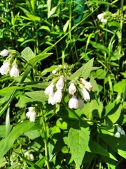 Symphytum caucasicum