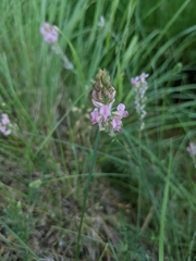 Onobrychis supina