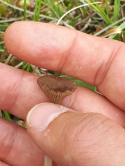 Arrhenia sphagnicola