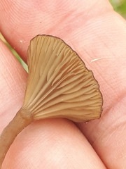 Arrhenia sphagnicola