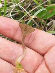 Arrhenia sphagnicola