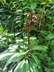 Lobelia robusta