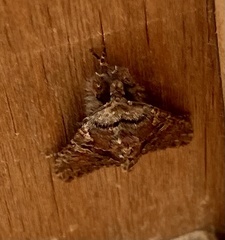 Apamea monoglypha