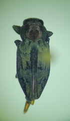 Chrysobothris ignicollis