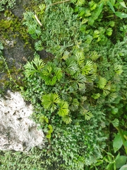 Elaphoglossum peltatum