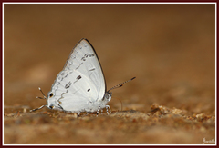 Hypolycaena nilgirica
