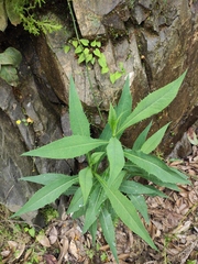 Saussurea parviflora