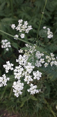 Anthriscus sylvestris
