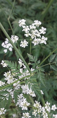 Anthriscus sylvestris