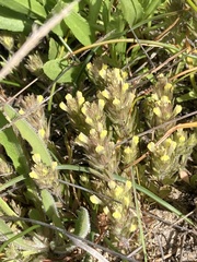 Castilleja victoriae