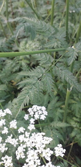 Anthriscus sylvestris
