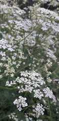 Anthriscus sylvestris