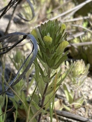 Castilleja victoriae
