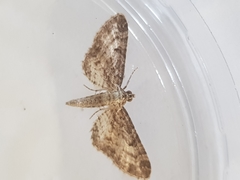 Eupithecia subumbrata