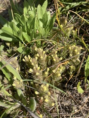 Castilleja victoriae