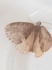 Hydriomena impluviata