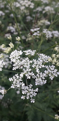 Anthriscus sylvestris