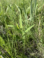 Asclepias meadii