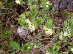 Lonicera caerulea cauriana