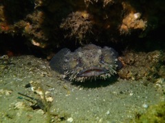Batrachomoeus dubius