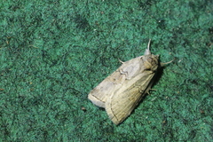 Nycteola asiatica