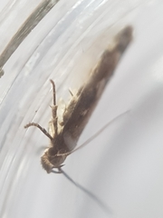 Caryocolum marmorea