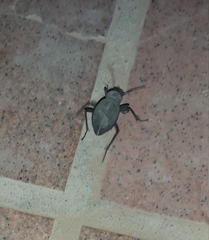 Trachyderma philistina