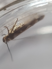 Caryocolum marmorea