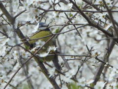 Cyanistes caeruleus