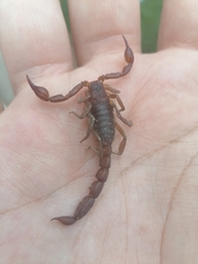 Thorellius cristimanus