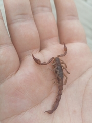 Thorellius cristimanus