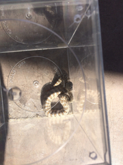 Crotalus cerastes cerastes