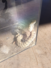 Crotalus cerastes cerastes