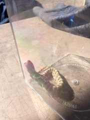 Crotalus cerastes cerastes