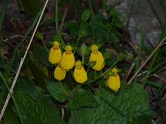 Calceolaria crenatiflora