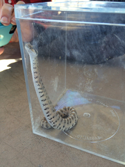 Crotalus cerastes cerastes