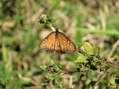 Danaus gilippus gilippus
