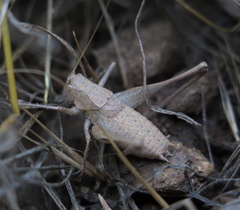 Idionotus tehachapi