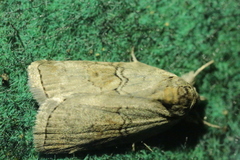 Nycteola asiatica