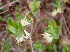 Lonicera caerulea cauriana