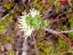 Lonicera caerulea cauriana