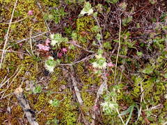 Lonicera caerulea cauriana