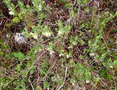 Lonicera caerulea cauriana