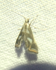 Chrysendeton imitabilis