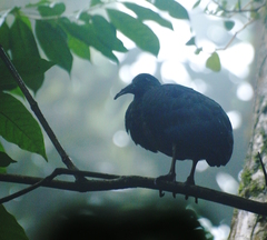 Sao Tome Ibis photo 2