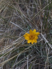 Balsamorhiza lanata