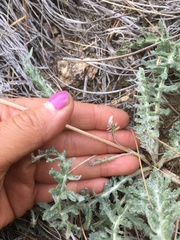 Balsamorhiza lanata