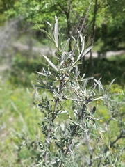Hippophae rhamnoides