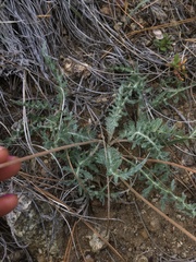 Balsamorhiza lanata