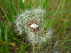 Taraxacum proximum